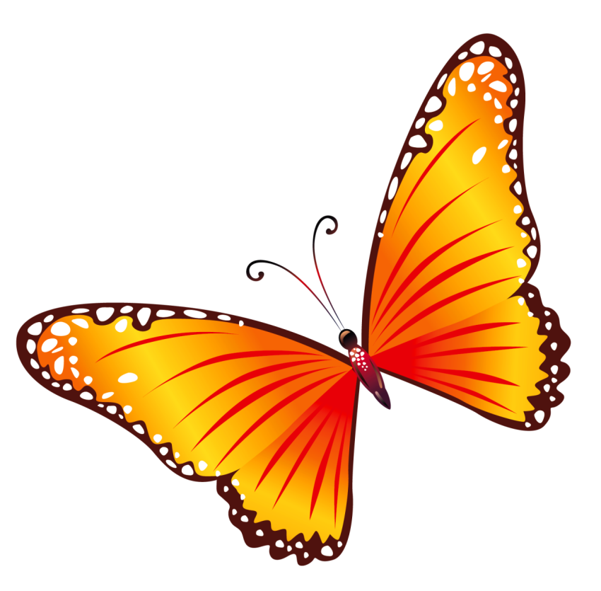 Butterfly PNG image