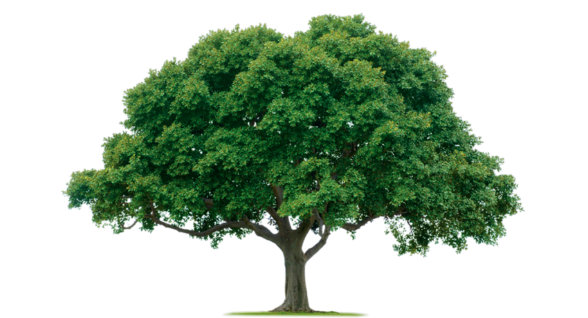 Green Tree free PNG image