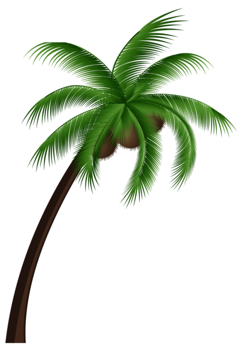 Coconut tree PNG image