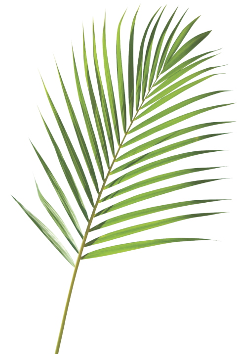 Plam tree leaf PNG image