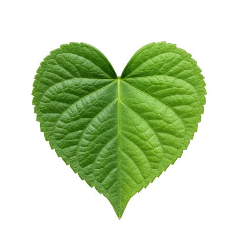 Green Heart, Shaped Leaf Transparent PNG Image