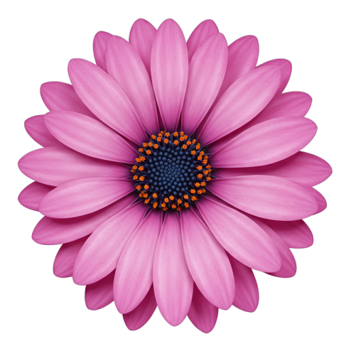 Cape Marguerite Daisy Flower PNG Image