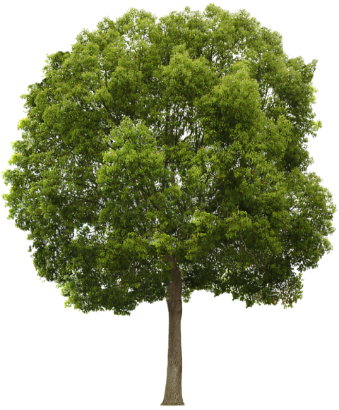 Green Tree png image